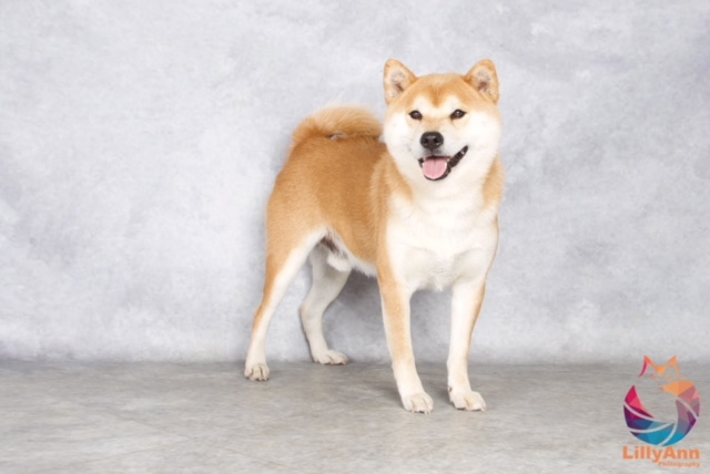 Sakai Ziggy Tenshi Yoi