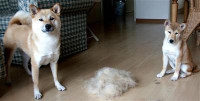 Keiko en Rontu net geborsteld Keiko en Rontu net geborsteld