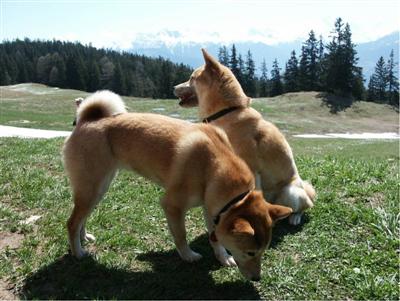 Keiko en Rontu in de bergen