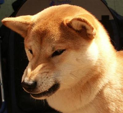 Het karakter van een Shiba Het karakter van een Shiba