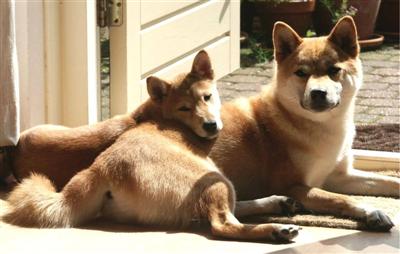 Portret van een shiba, met Rontu en Keiko Portret van een shiba, met Rontu en Keiko