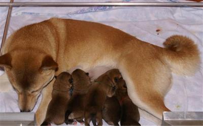 Rontu met nestje Rontu met nestje