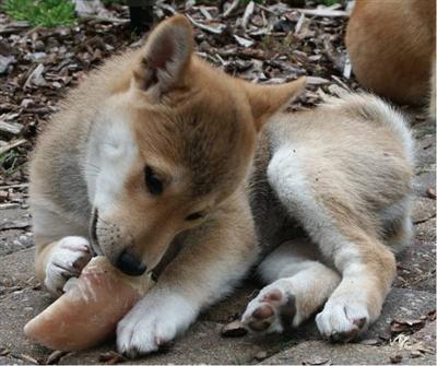 Rontu met kluif Rontu met kluif