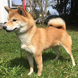 Aimi Yumi Tenshi Yoi