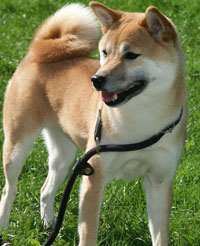 Keiko Geisha del Cazadora Blanca