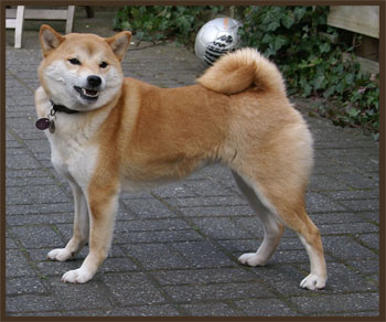 Miyuki Rontu Tenshi Yoi