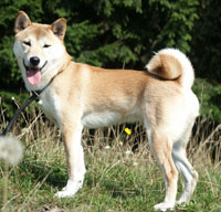 Rontu Joshi del Cazadora Blanca