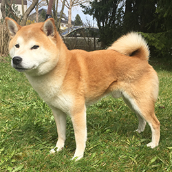 Tatsu Miyagi Tenshi Yoi